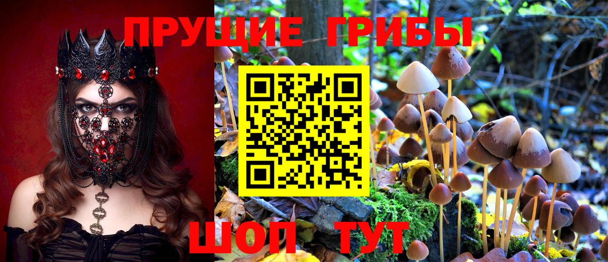 Галлюциногенные грибы Psilocybine cubensis Оренбург